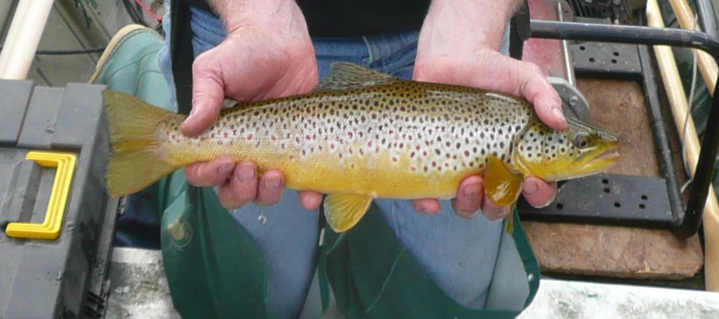 Saugeen Brown Trout