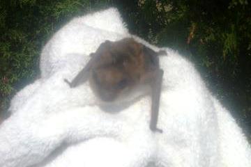 Rescued brown bat 