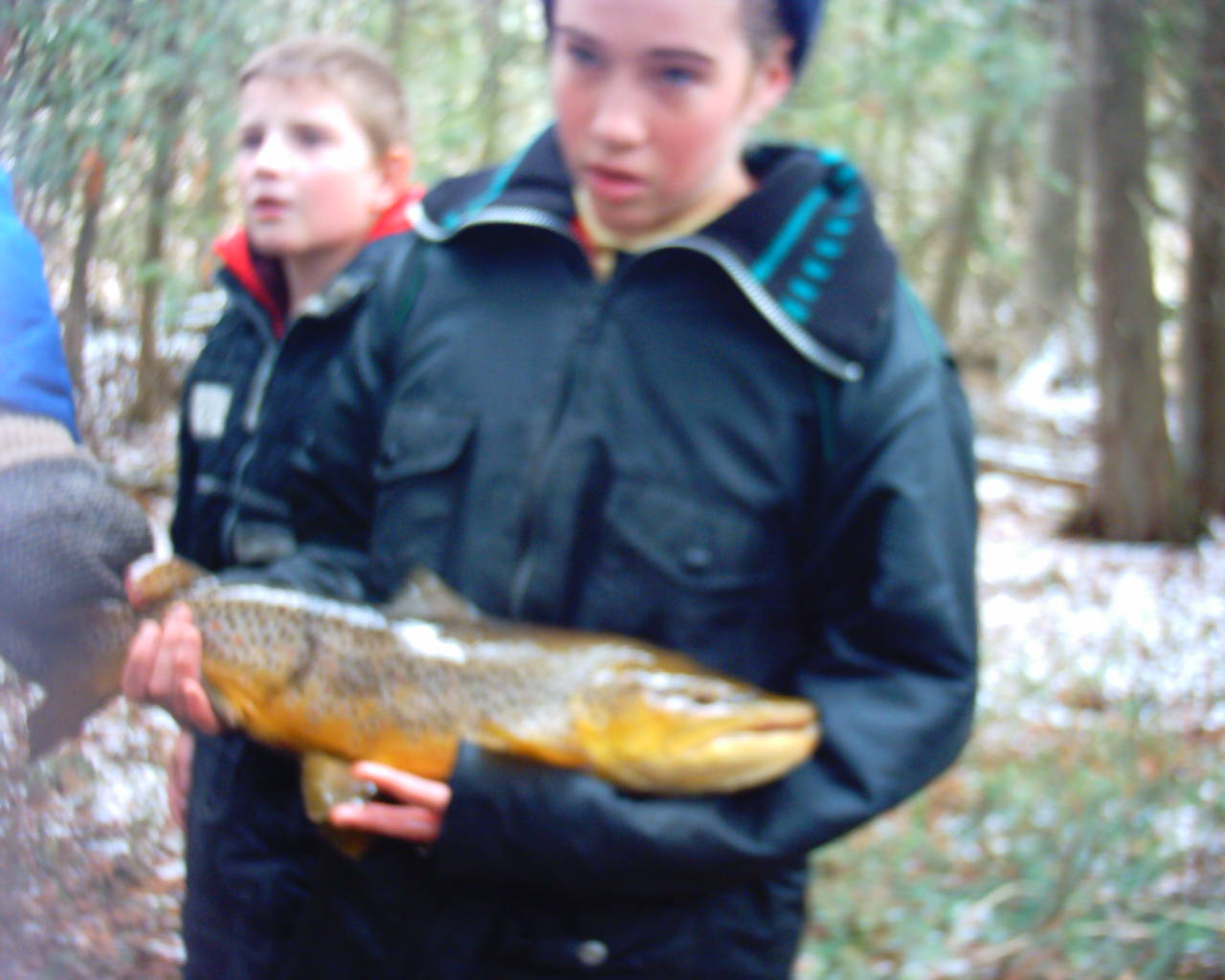 male Brown Trout